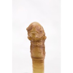 Kitchen accessories - Alien - Chest Burster